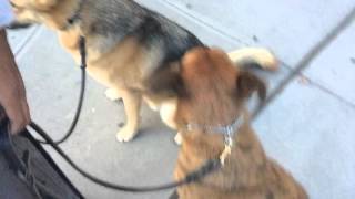 real world dog training vs leap of faith dog training