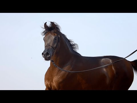 KIAHF AUCTION - EY Lana