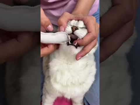 How to brush a cat's teeth🦷