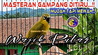 Download lagu Masteran Pleci Paling cepat ditiru,, masteran Pleci mudah isian mewah #masteranplecicepatbukaparuh mp3