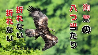八つ当たりする狗鷲　A greedy eagle
