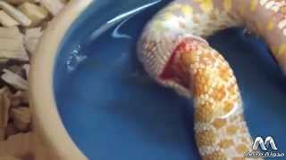 Strange world, snake eat itself, suicide snake