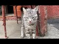 The Gray Domestic Cat Treats Us With Affection And Aggression The Cat Is Basking In My Arms