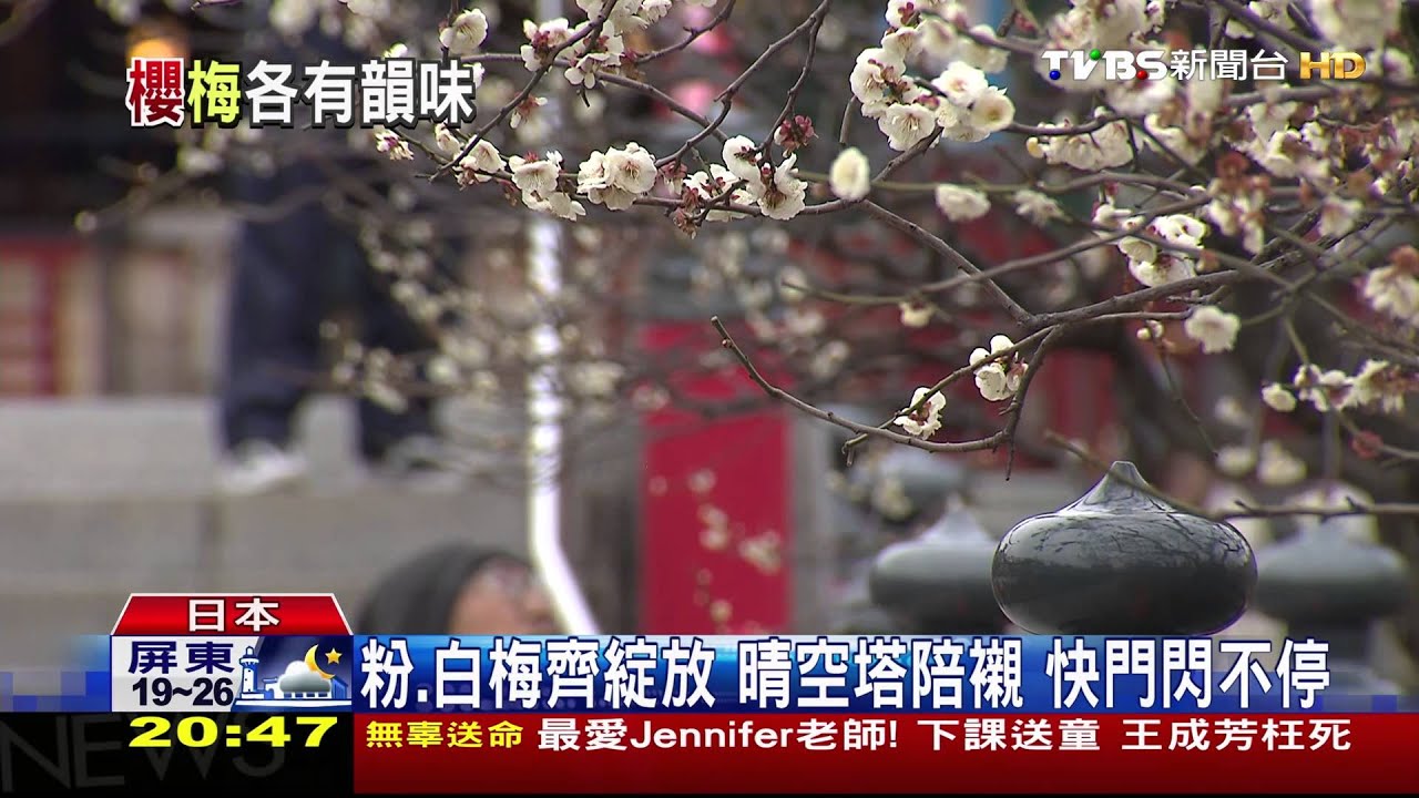 日櫻擠爆! 改「賞梅」神社花海民眾爭合影
