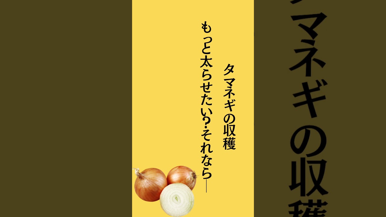 #たまねぎ#コンパニオンプランツ#植物#農業