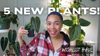 Anthurium, Philodendron & Succulents January 2025 Haul