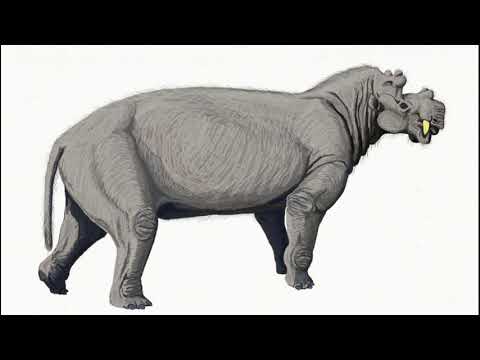 Dinocerata: Sabre-Toothed False Rhinos