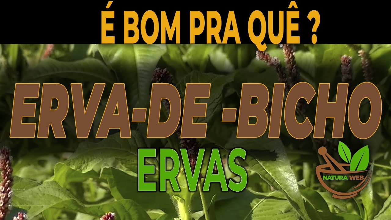 Erva-de-Bicho Para que serve e Como usar