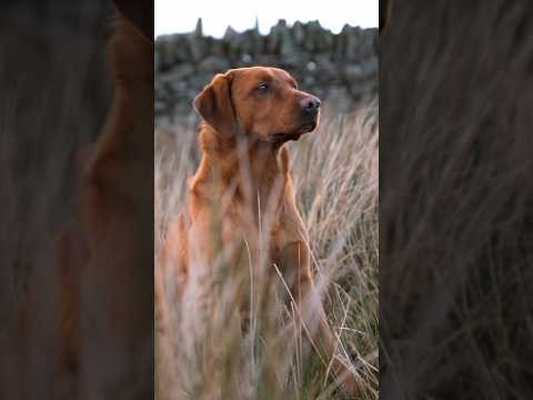 Fox Red Labrador | Gundog Training | Working Dog
