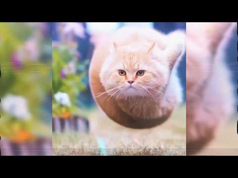 𝔹𝔸𝔻 𝔼ℕ𝔻𝕀ℕ𝔾 𝔽𝕌ℕ𝕂 | (𝕊𝕝𝕠𝕨𝕖𝕕)