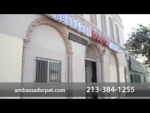 Welcome to Ambassador Dog & Cat Hospital | Los Angeles, CA