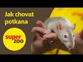 Jak Chovat Potkana Super Zoo