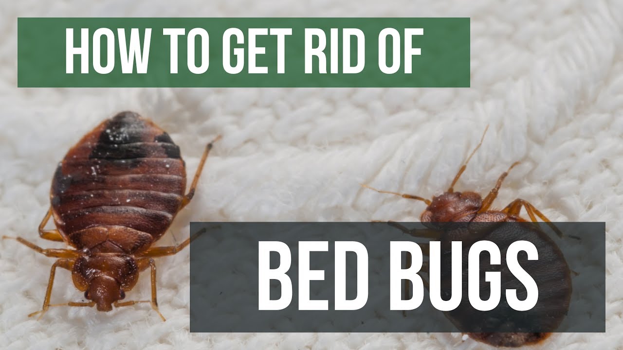 Bed bug treatment 