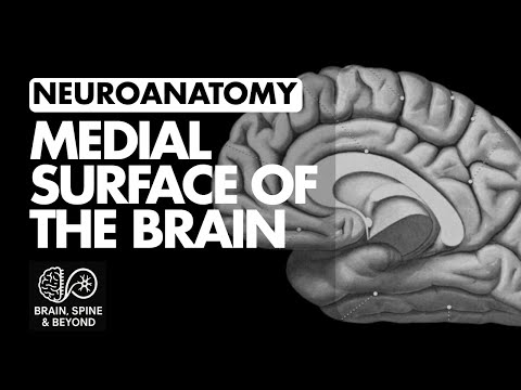 Medial Surface of The Brain - Mid-Sagittal View - Cerebral Hemisphere