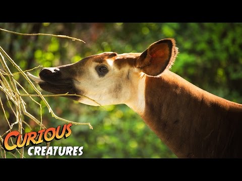 Okapi facts