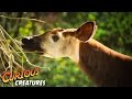 Okapi Facts