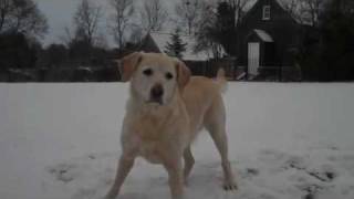 preview picture of video 'Dog playing in snow 2010'