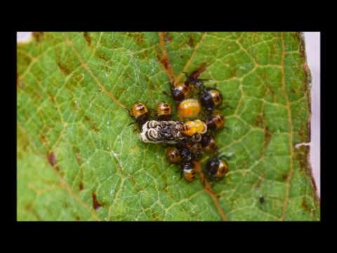 נימפות תריסית מתגודדות סביב הביצים ומתנשלות