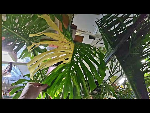 December Garden Tour