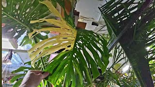 December Garden Tour