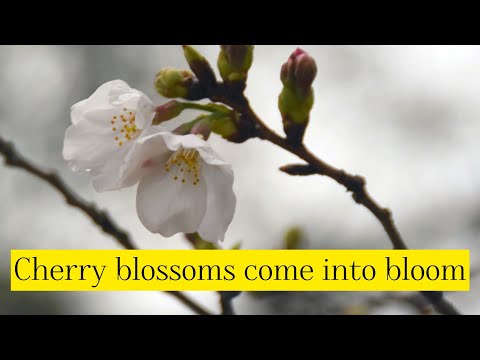 Cherry blossoms come into bloom in Kochi, season’s first in Japan