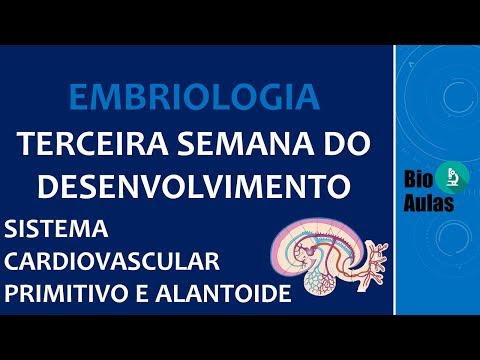 Primitive and Allantoic Cardiovascular System - Third Week of Development (Embryology)