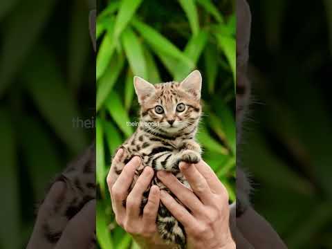Rusty Spotted Cat | The World's Smallest Cat