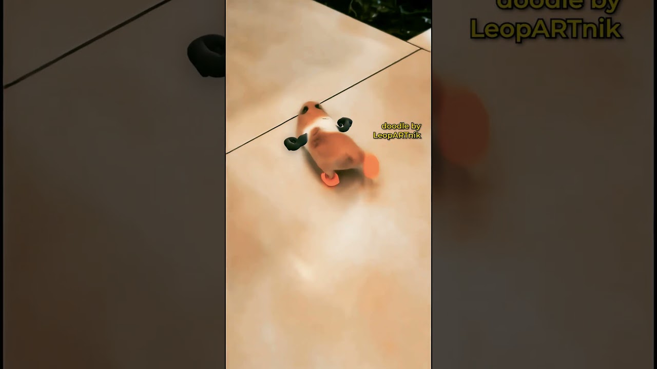 🫣🫣🫣 HAMSTERRUPTED BY A SCRATCH ATTACK 🫣🫣🫣  #leopartnik