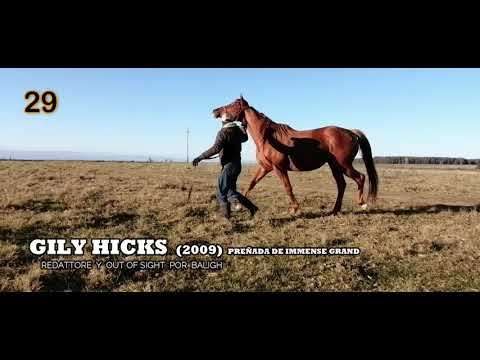 Lote GILY HICKS (BRZ)