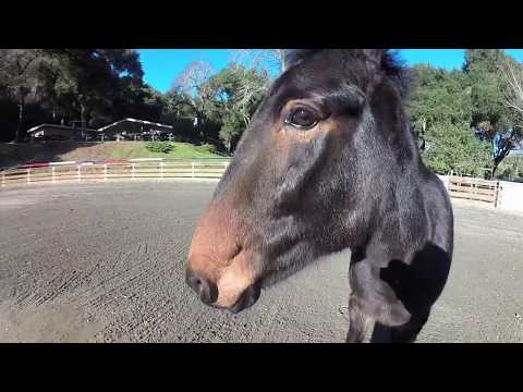 MULES Better breed than horses.