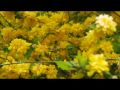 Ornella Vanoni - Ma come ho fatto