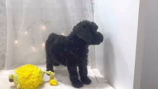 スタンダードプードルの動画01