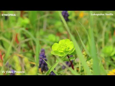 ΕΛΛΑΔΑ ΛΑΜΙΑ ΦΥΤΑ - GREECE LAMIA FLOWERS