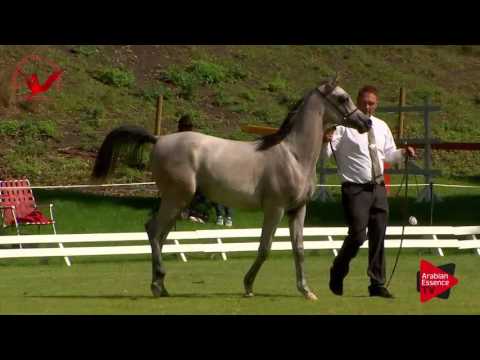 N.9 SMG SENATOR - Scandinavian Open Championship 2017 - Yearling Colts (Class 3)