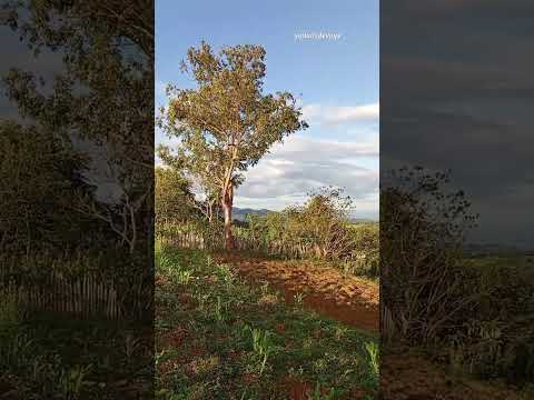 Las mañanas en La Clarita,Yateras ,Guantánamo