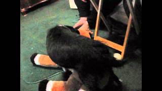 Dog and horse get busy!