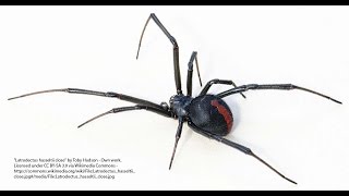NEW! How To Get Spiders and Crickets Out Of Your House!