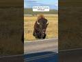 Bison runs tourists off road #bison #animalcrossing #animalslover #wildanimals #animalshorts #funny