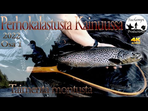 Perhokalastusta Kainuussa 2022 osa 1 | Taimenta montusta | Lentuankoski Kuhmo
