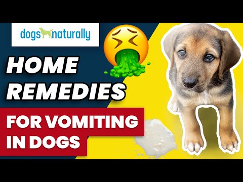 Home Remedies For Vomiting In Dogs