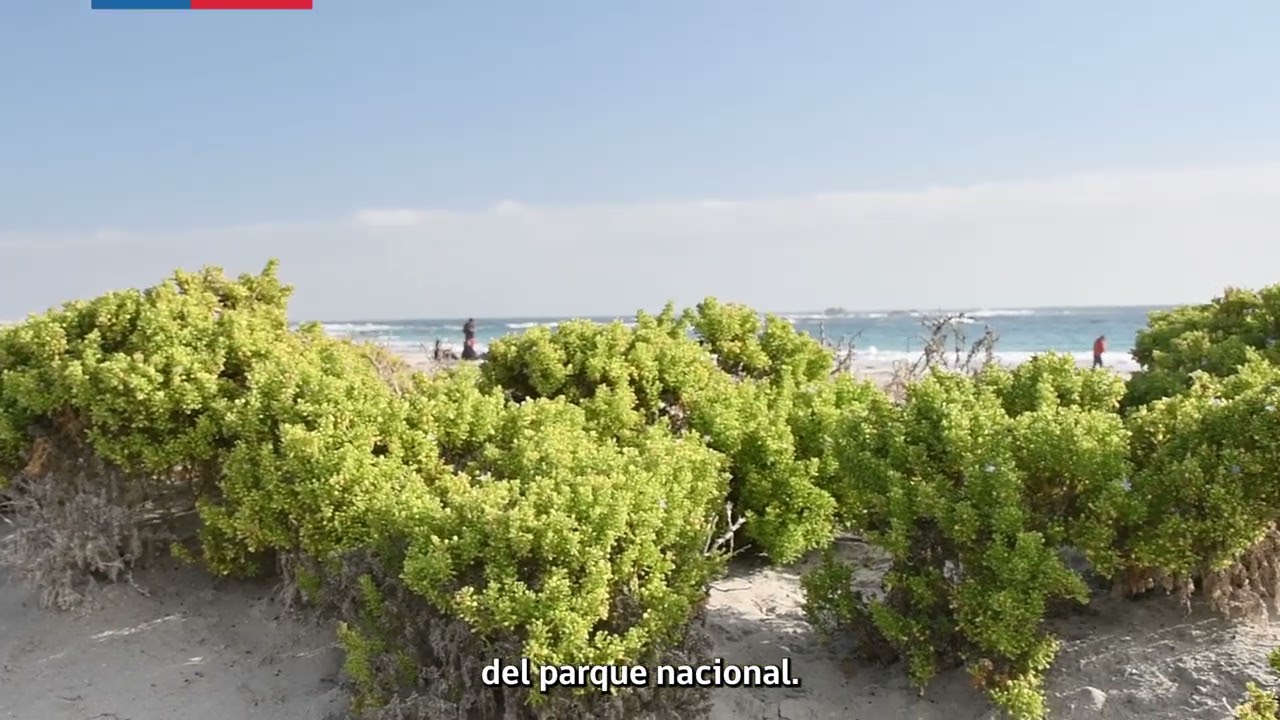 Conoce más sobre la flora existente en el Parque Nacional Llanos de Challe