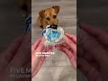 Barkbox Review Cutest Star Wars Dog Toy Dog Shorts