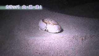 preview picture of video '大浦湾100番勝負！その20.カラッパらっぱの大・逃・走！-Box crab-'