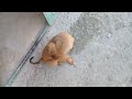 Little Pookie S Play Time In Evening Stray Pups Mountain Village DejaWu Sadia Anime Usa Uk Tiny Pup