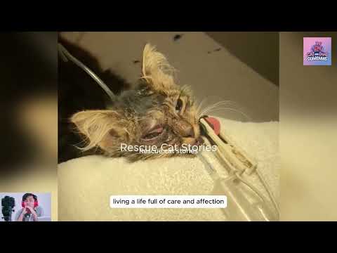Removing Gigantic Foxtail Inside Cat's Eye #CatRescue #RescueCat #cat #kitten #pets #pawsrescue