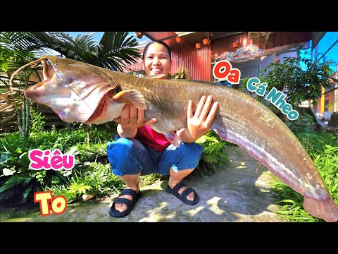 Mua Được Con Cá Nheo Siêu To Khổng Lồ Của Cậu Sơn Khi Hút Cạn Ao Kiểm Tra Cá Sau Lụt / Quế Nghịch