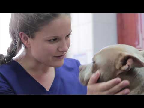 Welcome to the German Veterinary Clinic in Abu Dhabi