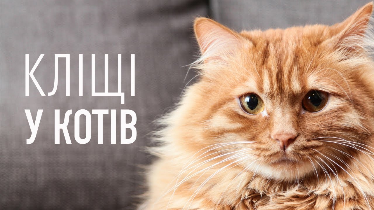 YouTube video preview