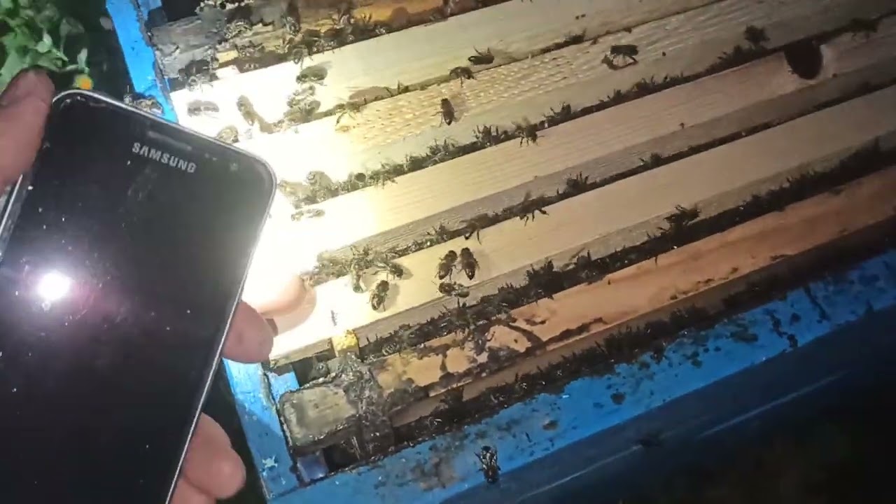 التخلص من الام الكاذبة بطريقة بسيطة و تحفيز النحل في بناء الشمع بسرعة