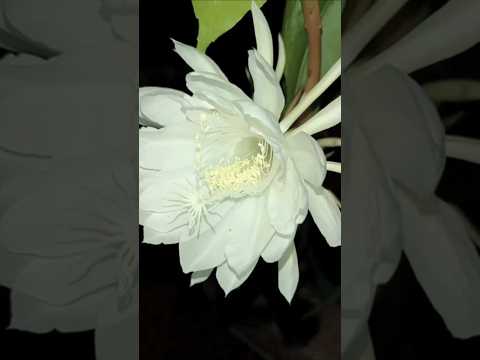 Veja Minha Dama da Noite Como é Lindíssima - #pium #tocantins